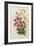 A Monograph of the Genus Lilium, Late 19th Century-Henry John Elwes-Framed Giclee Print