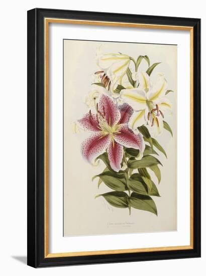 A Monograph of the Genus Lilium, Late 19th Century-Henry John Elwes-Framed Giclee Print