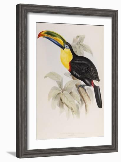 A Monograph of the Ramphastidae or Family of Toucans, 1834-John Gould-Framed Giclee Print