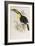 A Monograph of the Ramphastidae or Family of Toucans, 1834-John Gould-Framed Giclee Print