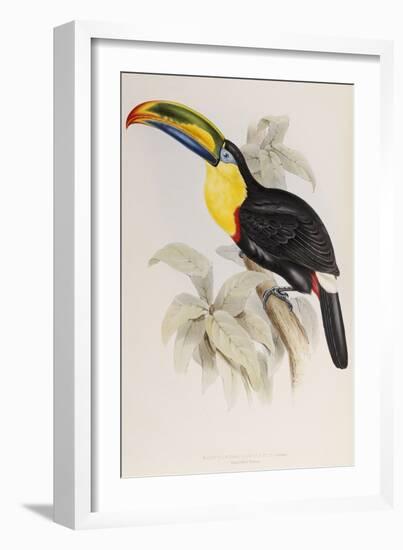 A Monograph of the Ramphastidae or Family of Toucans, 1834-John Gould-Framed Giclee Print