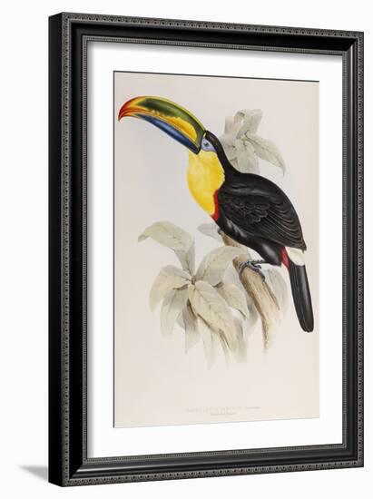 A Monograph of the Ramphastidae or Family of Toucans, 1834-John Gould-Framed Giclee Print