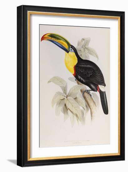 A Monograph of the Ramphastidae or Family of Toucans, 1834-John Gould-Framed Giclee Print