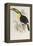 A Monograph of the Ramphastidae or Family of Toucans, 1834-John Gould-Framed Premier Image Canvas
