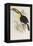 A Monograph of the Ramphastidae or Family of Toucans, 1834-John Gould-Framed Premier Image Canvas