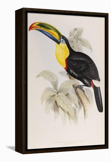 A Monograph of the Ramphastidae or Family of Toucans, 1834-John Gould-Framed Premier Image Canvas