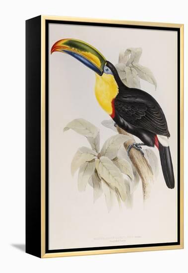 A Monograph of the Ramphastidae or Family of Toucans, 1834-John Gould-Framed Premier Image Canvas