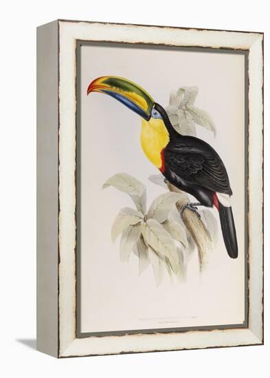 A Monograph of the Ramphastidae, or Family of Toucans, First Edition, Published 1834-John Gould-Framed Premier Image Canvas