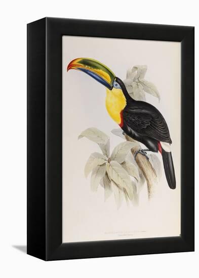 A Monograph of the Ramphastidae, or Family of Toucans, First Edition, Published 1834-John Gould-Framed Premier Image Canvas