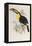 A Monograph of the Ramphastidae, or Family of Toucans, First Edition, Published 1834-John Gould-Framed Premier Image Canvas