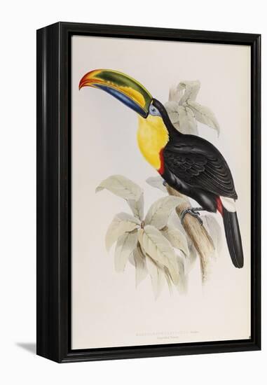 A Monograph of the Ramphastidae, or Family of Toucans, First Edition, Published 1834-John Gould-Framed Premier Image Canvas