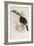 A Monograph of the Ramphastidae, or Family of Toucans, First Edition, Published 1834-John Gould-Framed Giclee Print