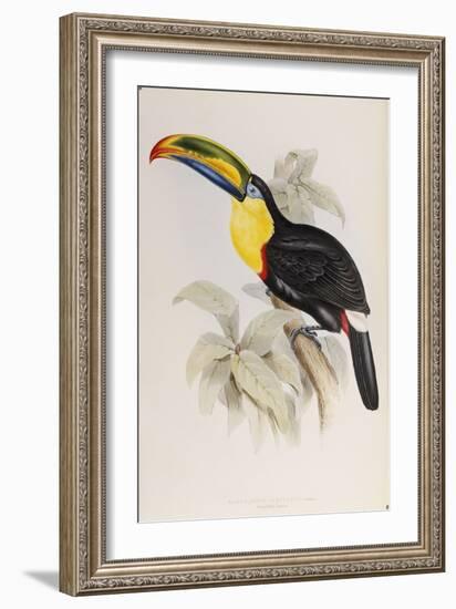 A Monograph of the Ramphastidae, or Family of Toucans, First Edition, Published 1834-John Gould-Framed Giclee Print