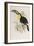 A Monograph of the Ramphastidae, or Family of Toucans, First Edition, Published 1834-John Gould-Framed Giclee Print