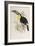 A Monograph of the Ramphastidae, or Family of Toucans, First Edition, Published 1834-John Gould-Framed Giclee Print