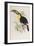 A Monograph of the Ramphastidae, or Family of Toucans, First Edition, Published 1834-John Gould-Framed Giclee Print