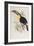 A Monograph of the Ramphastidae, or Family of Toucans, First Edition, Published 1834-John Gould-Framed Giclee Print