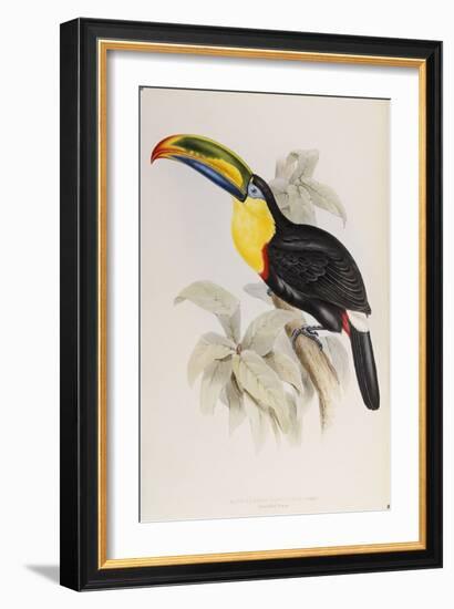 A Monograph of the Ramphastidae, or Family of Toucans, First Edition, Published 1834-John Gould-Framed Giclee Print
