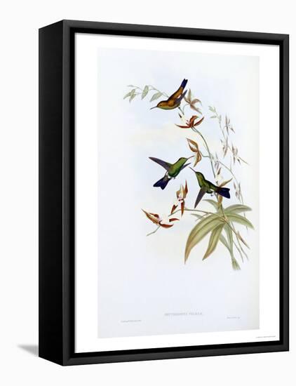 A Monograph of the Trochilidae or Family of Hummingbirds, Published 1849-1861-John Gould-Framed Premier Image Canvas