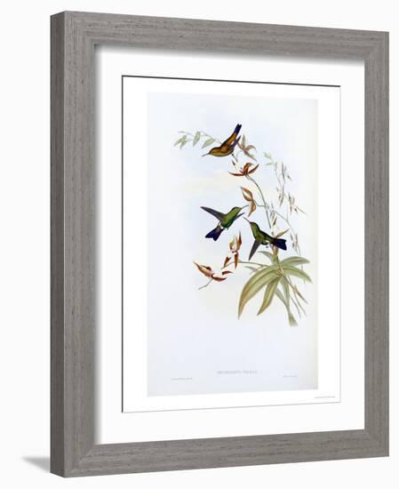 A Monograph of the Trochilidae or Family of Hummingbirds, Published 1849-1861-John Gould-Framed Giclee Print