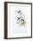 A Monograph of the Trochilidae or Family of Hummingbirds, Published 1849-1861-John Gould-Framed Giclee Print