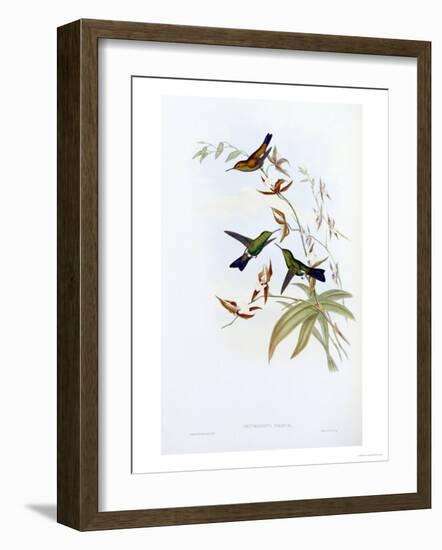 A Monograph of the Trochilidae or Family of Hummingbirds, Published 1849-1861-John Gould-Framed Giclee Print