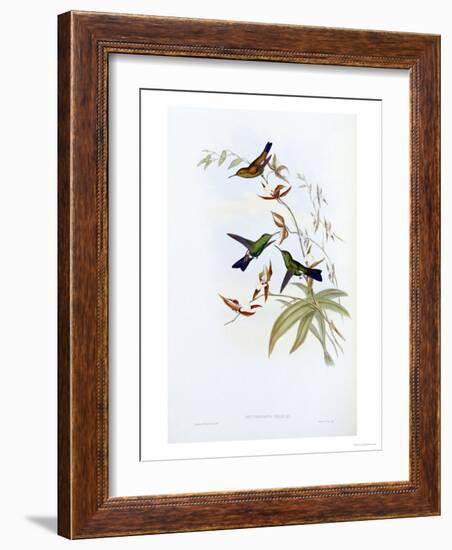 A Monograph of the Trochilidae or Family of Hummingbirds, Published 1849-1861-John Gould-Framed Giclee Print