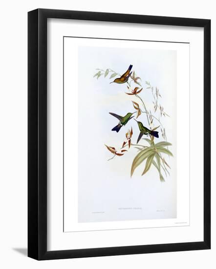 A Monograph of the Trochilidae or Family of Hummingbirds, Published 1849-1861-John Gould-Framed Giclee Print