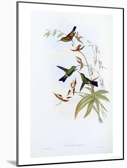 A Monograph of the Trochilidae or Family of Hummingbirds, Published 1849-1861-John Gould-Mounted Giclee Print