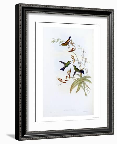 A Monograph of the Trochilidae or Family of Hummingbirds, Published 1849-1861-John Gould-Framed Giclee Print