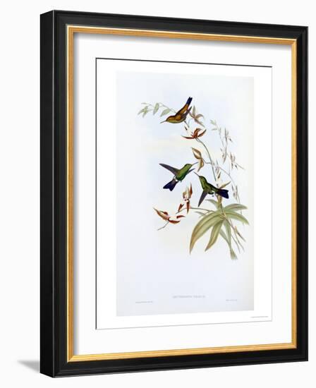 A Monograph of the Trochilidae or Family of Hummingbirds, Published 1849-1861-John Gould-Framed Giclee Print