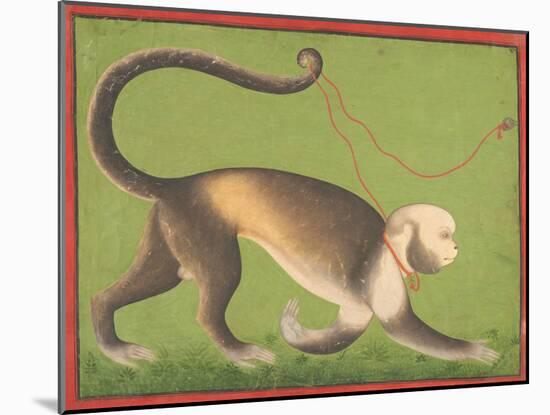 A Monumental Portrait of a Monkey Attributed to the Stipple Master-null-Mounted Giclee Print