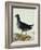 A Moorhen-Christopher Atkinson-Framed Giclee Print