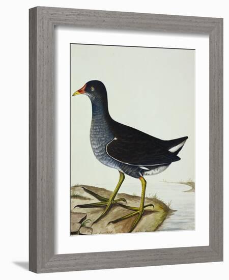 A Moorhen-Christopher Atkinson-Framed Giclee Print