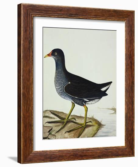 A Moorhen-Christopher Atkinson-Framed Giclee Print