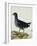 A Moorhen-Christopher Atkinson-Framed Giclee Print