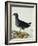 A Moorhen-Christopher Atkinson-Framed Giclee Print