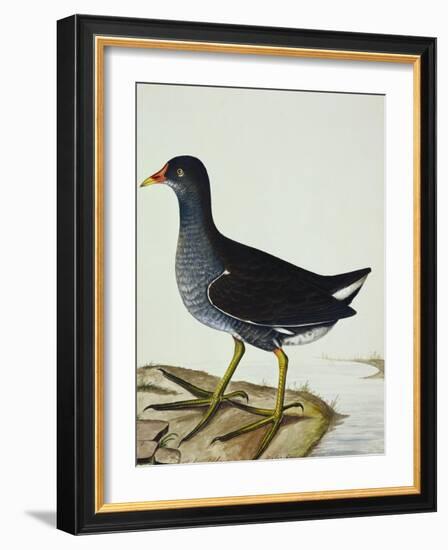 A Moorhen-Christopher Atkinson-Framed Giclee Print