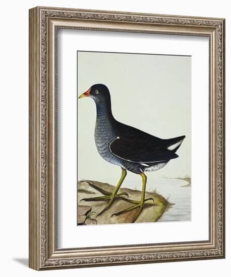 A Moorhen-Christopher Atkinson-Framed Giclee Print