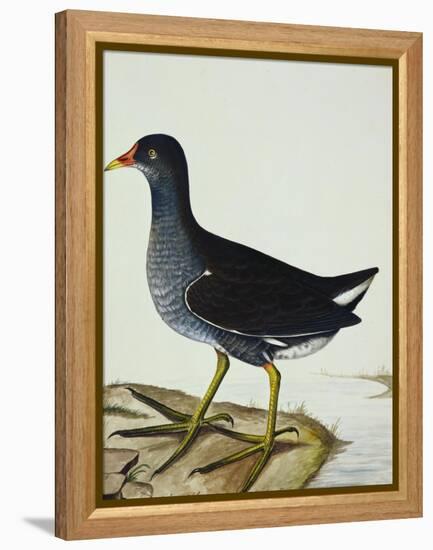 A Moorhen-Christopher Atkinson-Framed Premier Image Canvas