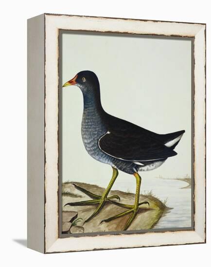 A Moorhen-Christopher Atkinson-Framed Premier Image Canvas