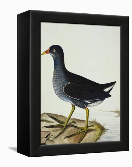 A Moorhen-Christopher Atkinson-Framed Premier Image Canvas