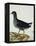 A Moorhen-Christopher Atkinson-Framed Premier Image Canvas