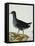 A Moorhen-Christopher Atkinson-Framed Premier Image Canvas