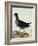 A Moorhen-Christopher Atkinson-Framed Giclee Print