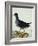 A Moorhen-Christopher Atkinson-Framed Giclee Print