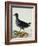 A Moorhen-Christopher Atkinson-Framed Giclee Print