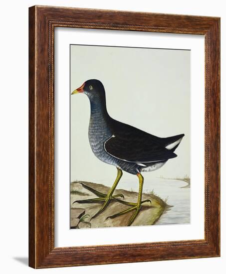 A Moorhen-Christopher Atkinson-Framed Giclee Print