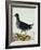 A Moorhen-Christopher Atkinson-Framed Giclee Print