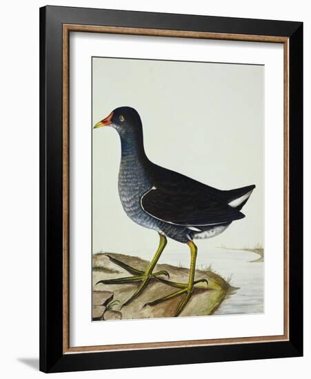 A Moorhen-Christopher Atkinson-Framed Giclee Print